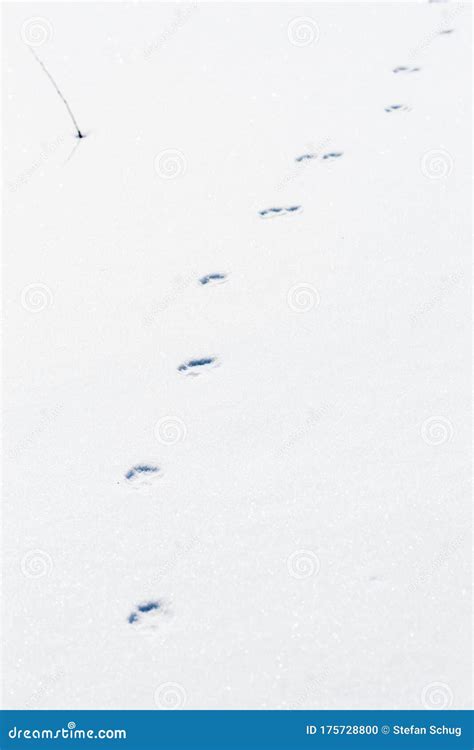 Trailing Coyote Tracks in Fresh Powder Snow Stock Photo - Image of ...