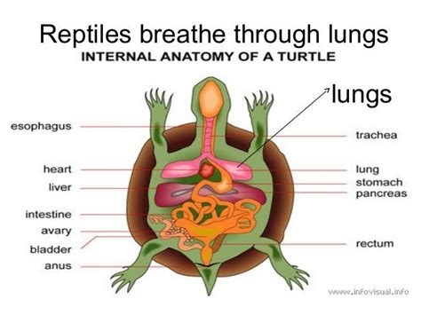 Parts Of A Reptile