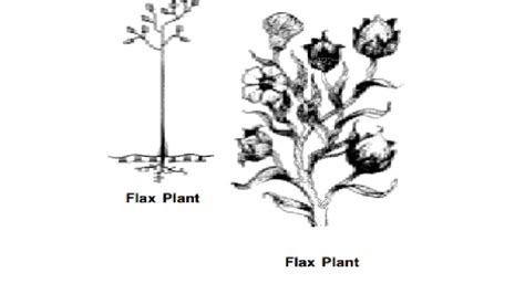 Flax (Linen) - Plant Fibers : History, Growth, Production, Preparation ...