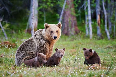 47 grizzlies died this year in NW MT, some had a mysterious brain disease | Montana Public Radio