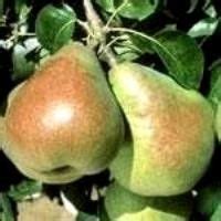 Comice Pear Tree | Pollinator garden, Pear, Ornamental trees