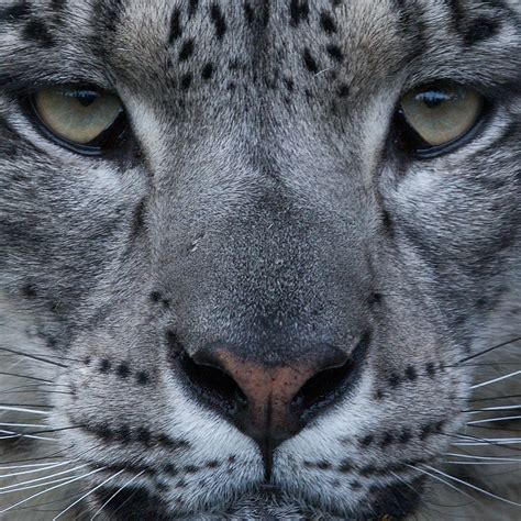 Goodinfo: Snow Leopard Eye Close Up