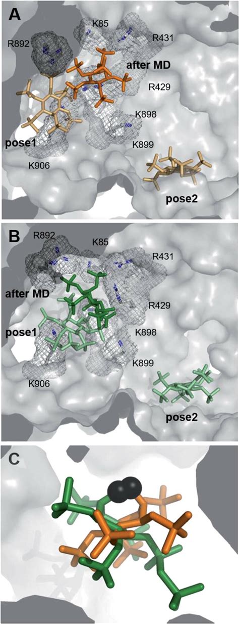 Computational investigation of the interactions of InsP 6 and 5PCP-InsP ...