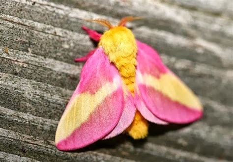 Alluring Planet: Rosy Maple Moth