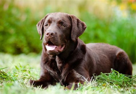 Chocolate Lab Names: A List Of 500+ Best & Most Popular Names | All Things Dogs