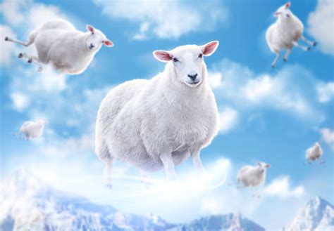 2,100+ Flying Sheep Stock Photos, Pictures & Royalty-Free Images - iStock