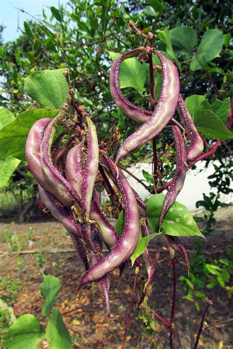 How to Grow and Care for Hyacinth Bean Vines | Gardener’s Path