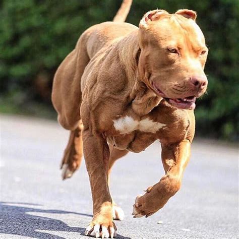 20 Dogs that Use Bully Max - Results You Have to See to Believe!