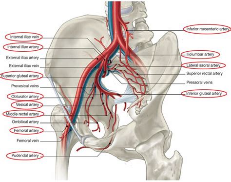 Arteries and veins of the pelvis | Arteries and veins, Arteries ...