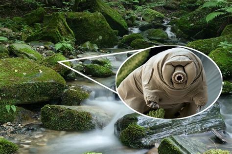 Tardigrades: Size, Lifespan, Diet, And Other Shocking Facts