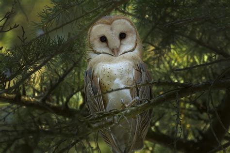 animals forest owl birds Wallpapers HD / Desktop and Mobile Backgrounds