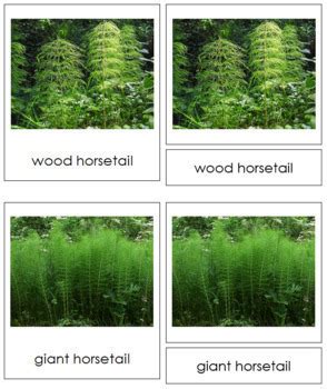 Plant Kingdom: Types of Sphenophyta by Montessori Print Shop | TPT