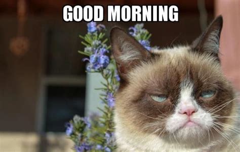 Funny Cat Good Morning Meme - Good Morning Images, Quotes, Wishes, Messages, greetings & eCards