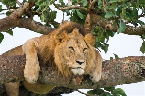 Can Lions Climb Trees? Why They Might, and Where to See Them Do It