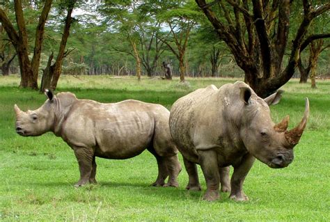 White Rhinoceros