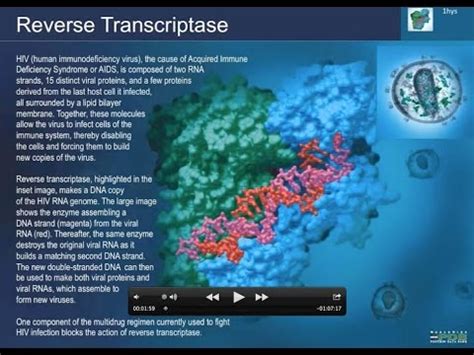 HIV-1 Reverse Transcriptase Structure and Function: Drugs by Design - YouTube