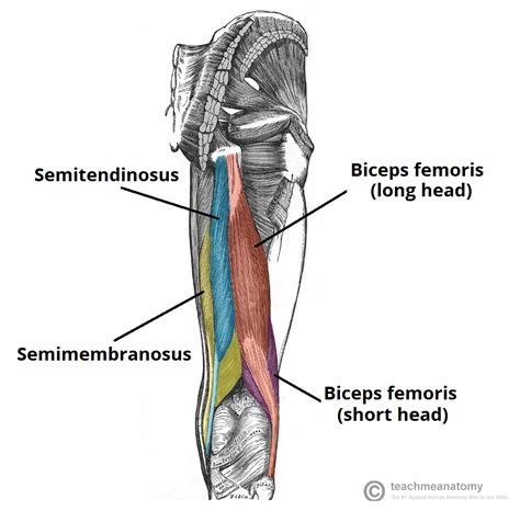 Muscles of the Posterior Thigh - Hamstrings - Damage - TeachMeAnatomy