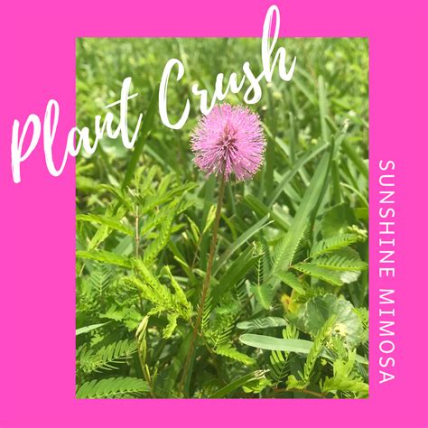 Plant Crush : Sunshine Mimosa — Florida Gardenista