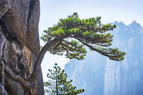 Huangshan Pine trees. Located in Huangshan Mountain, Anhui, China ...