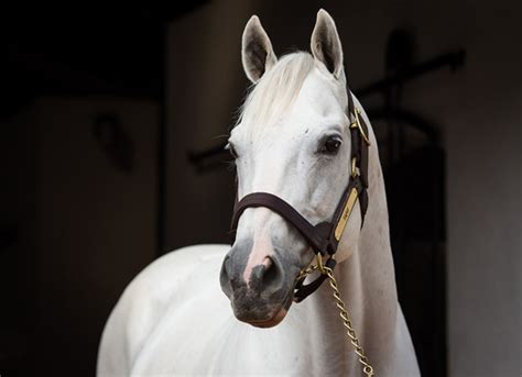 Tapit Doubles Down on Twin Spires