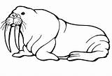 Walrus Coloring Page sketch template