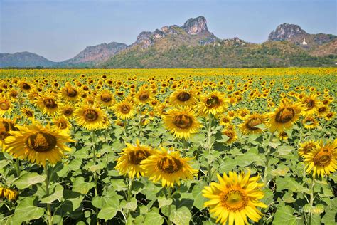 Sunflower Farm Thailand Lopburi | Best Flower Site