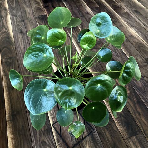 The Sharing Plant | Pilea Propagation - My Tasteful Space