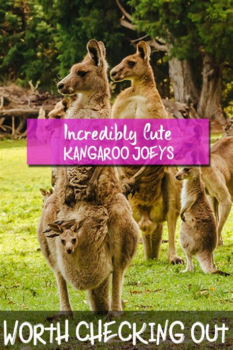 Discover interesting facts about kangaroo joeys that are worth knowing ...