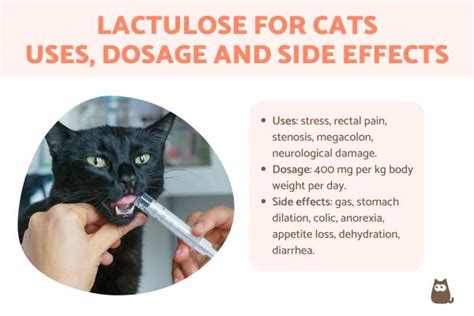 Lactulose for Cats - Uses, Dosage and Side Effects of Constulose ...