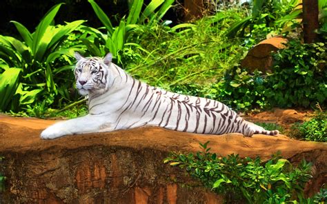 White Bengal Tiger Wallpapers - Wallpaper Cave