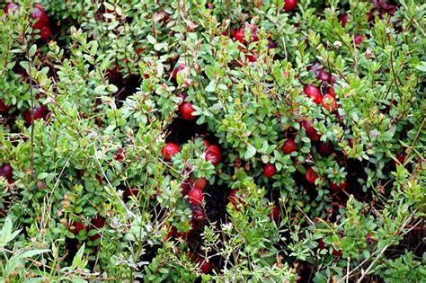 The Best Types of Cranberries to Grow Your Own | Gardener’s Path