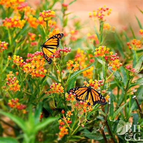 Bird and Butterfly Essentials | Garden pictures, Diy garden projects, Fruit garden