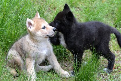 Black And White Wolf Pups