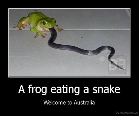 ﻿A frog eating a snake Welcome to Australia / frog :: snake :: australia :: demotivation posters ...