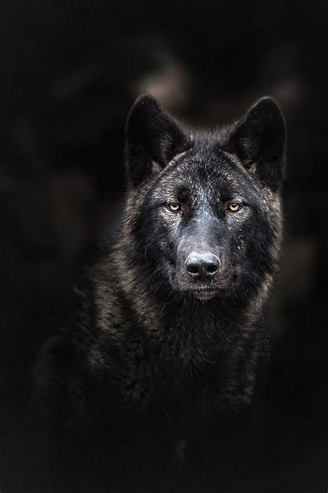 Black Wolf - JOHN - Google+ Wolf Images, Wolf Photos, Wolf Pictures ...