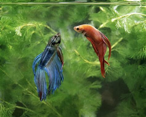 The Delicate Dance of Betta Fish: Exploring the Harmony of Two Females in One Tank