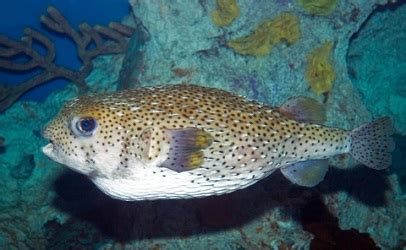 FDA Investigating Puffer Fish Poisoning in Virginia | Food Safety News