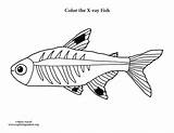 X Ray Fish Coloring sketch template