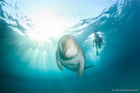 Dugong Photos on a Single Breath|Underwater Photography Guide