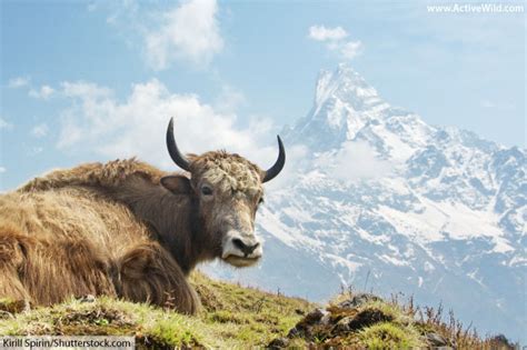 Wild Yak Facts For Kids & Adults. Discover An Amazing Tundra Animal!