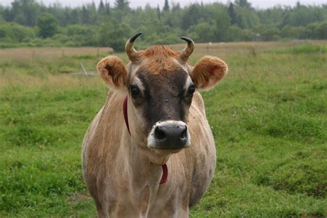Fichier:Jersey cow, close-up.jpg — Wikipédia