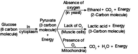 Perfect Word Equation For Anaerobic Respiration In Muscle Cells All The ...