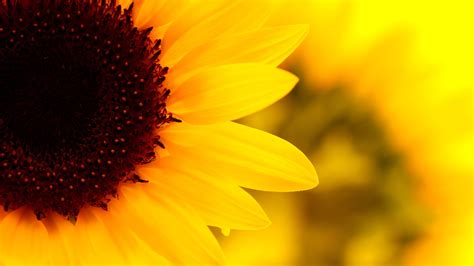 Soleado foto de girasol HD Wallpapers #10 - 1920x1080 Fondos de ...