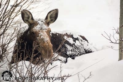 Wildlife - Peak Photography. Montana commerical photography and drone ...