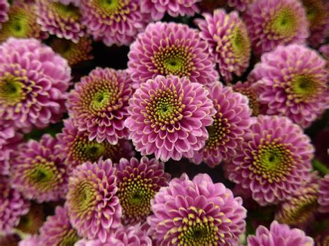 November's Birthflower: The Cheerful Chrysanthemum - Avas Flowers