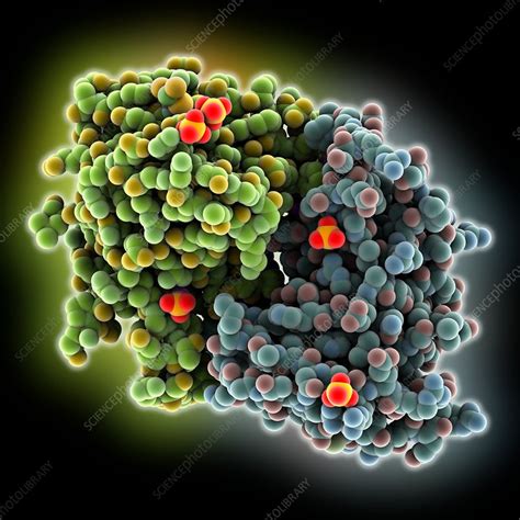 Catalytic domain of guanylate cyclase - Stock Image - C035/5787 ...