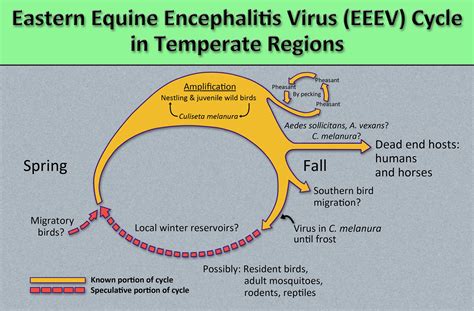 Eastern Equine Encephalitis - Virus, Transmission, Symptoms & Treatment