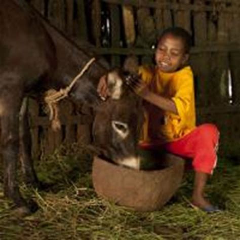 Donkey Sanctuary is fundraising for The Donkey Sanctuary