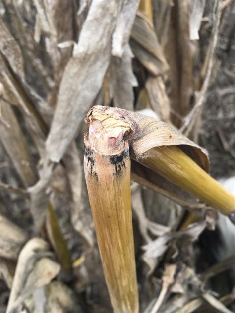 Stalk Rot Diseases in Nebraska Corn Fields | CropWatch | University of Nebraska–Lincoln