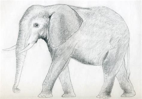 How To Draw An Elephant